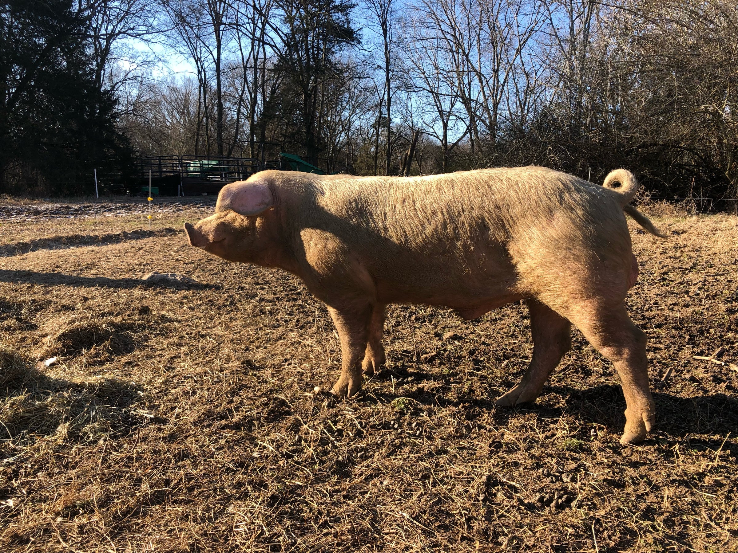 We raise our Pork from start to finish.